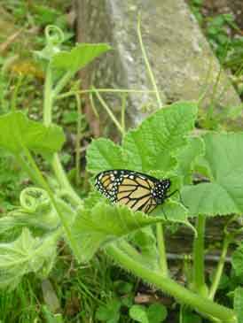 Nature can uplift our thoughts