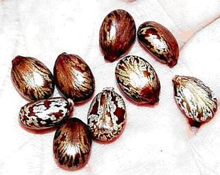 Ricin - Could a Deadly Poison be Similar to a Popular Food?