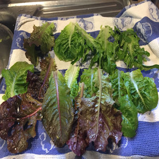 Health Reporter: Lettuce - Superfood from a Mysterious Past?
