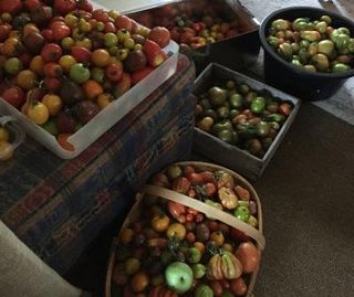 Plant Food: Tomato Growing in 2020 in New Zealand - an Unusual Growing Summer