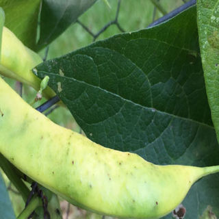 What Exactly are Shelling or Podded Beans?