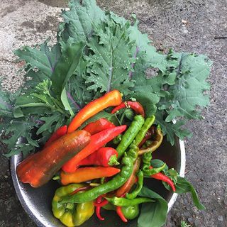 Plant Food: Observing Autumn in the Garden & How to Save Capsicum Seed
