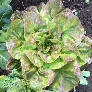 Plant Food: Beautiful Lettuces of the World