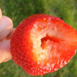 Truth Seeker 22: Just One Bite