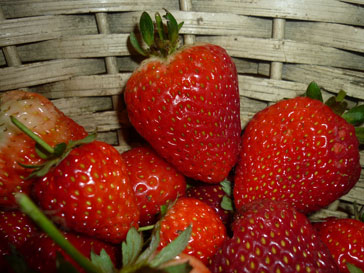 Strawberries are the only fruit with seeds on the outside