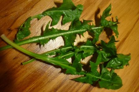 Green Serrated Dandelion Leaves with Prominent Ribs