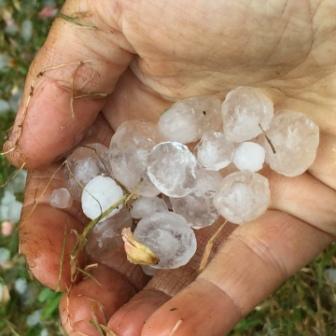 Plant Food: MARBLE sized HAIL in Summer?