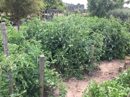 Tomato Plants Hedged along beds