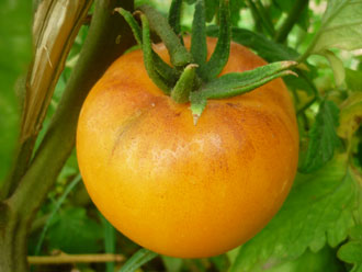 Golden Orange Tomatoes - The Real Tomato!
