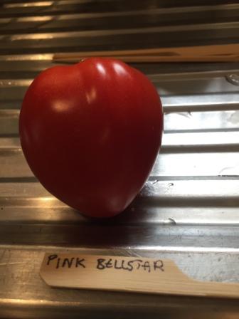 Pink Bellstar Tomato