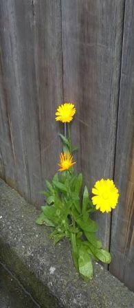 Flowers growing out of a fence