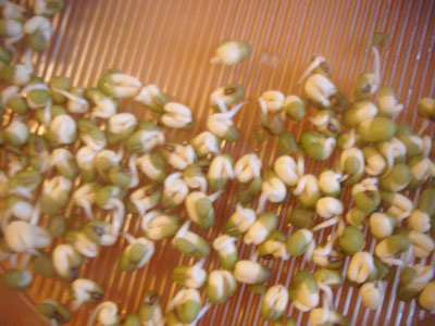 Mung Bean Sprouts - Ready to Eat! 