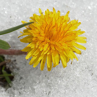 Dandelions and Detox (FINAL in SERIES)