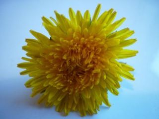 Why Eat a Dandelion?