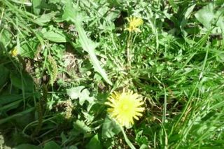 How to Eat a Dandelion