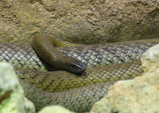 The Two Fanged Serpent