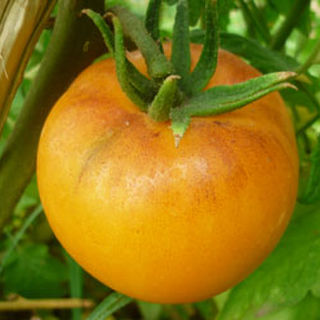 Golden Orange Tomatoes - The Real Tomato!